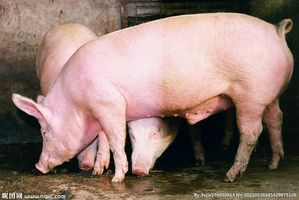 母猪产后不食防护措施