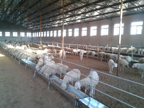 大型合作牧场-育成母羊