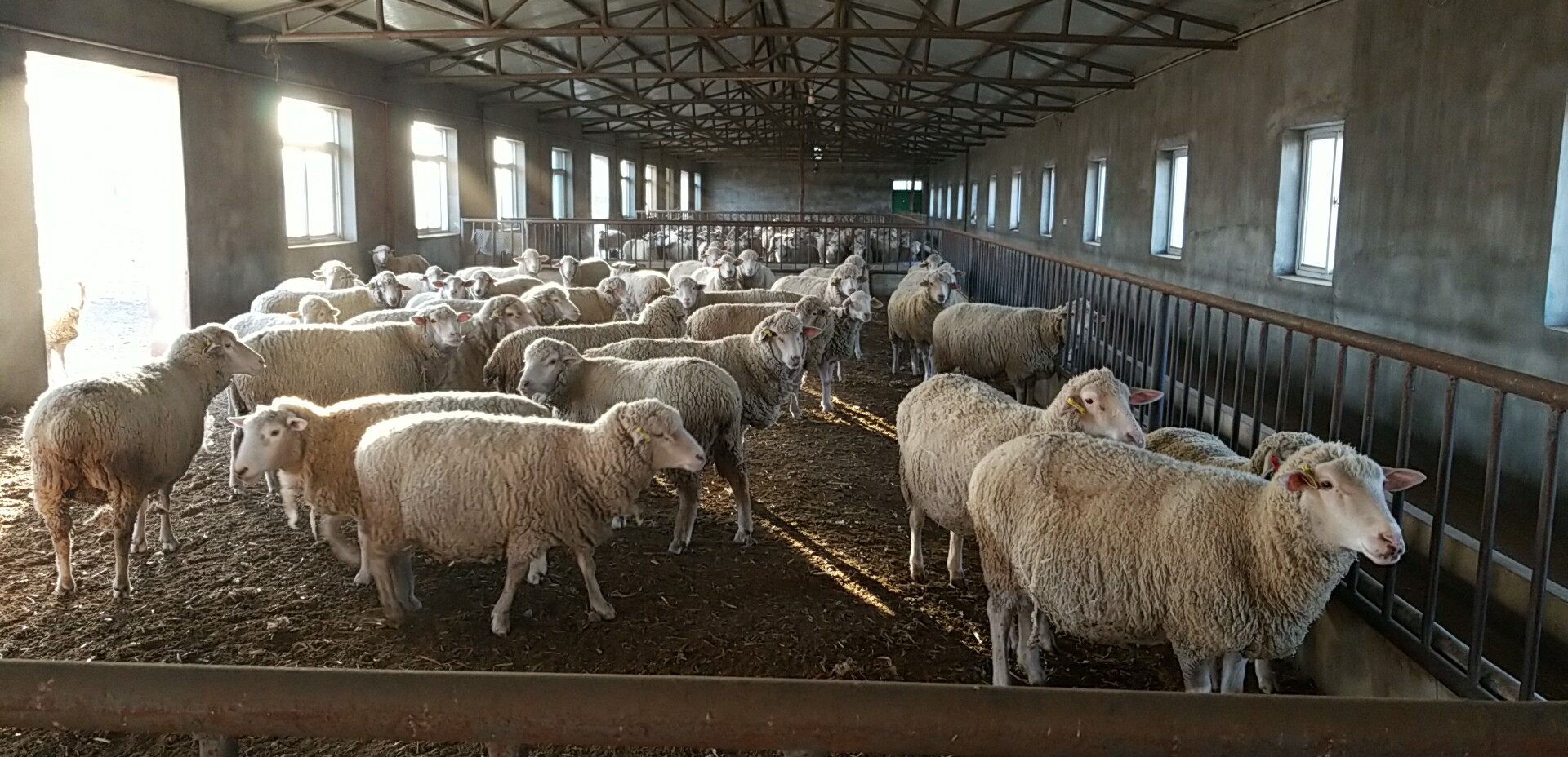 辽宁省农业科学院肉羊改良繁育中心--肉羊